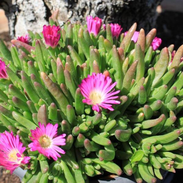 Produktbild Säntispracht 2 er Set, Mittagsblume - Delosperma Hot Pink Wonder (15 cm)