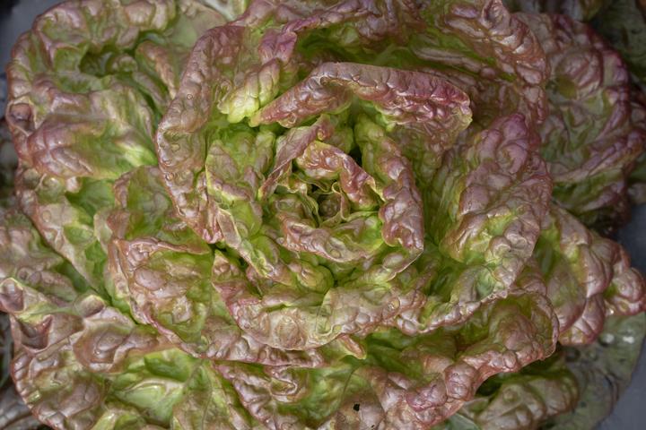 Actual product image Zollinger Bio Lettuce, Miracle of the Four Seasons (Seedlings)