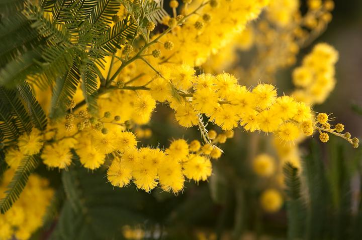 Produktbild Plant in a Box Acacia dealbata Mimosa - Mimosen 3er Set (40 cm)