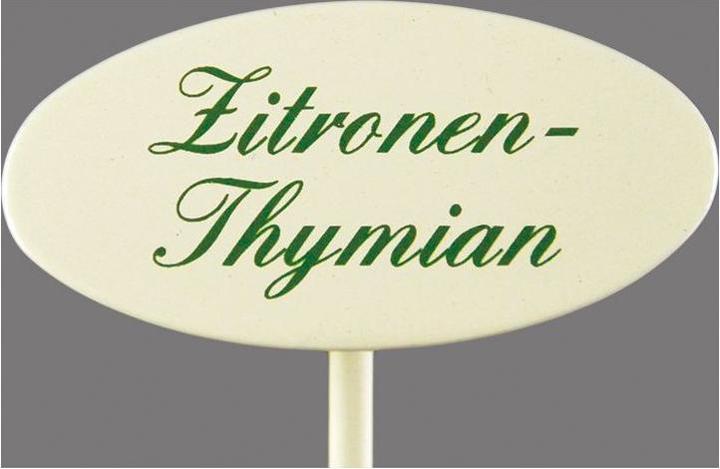 Spice plug lemon thyme (20 cm, 2.40 cm)