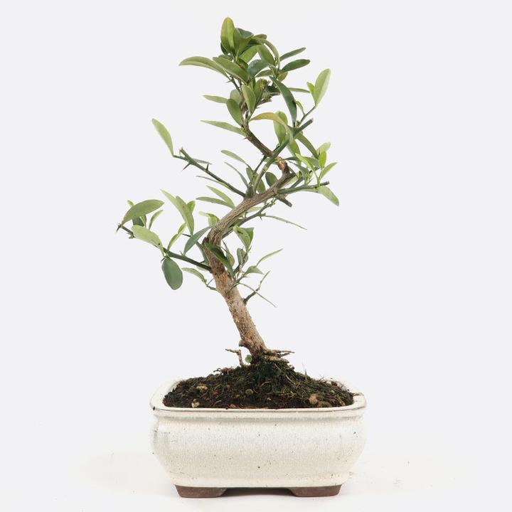 Produktbild Bonsai.ch Carmona Fukientee