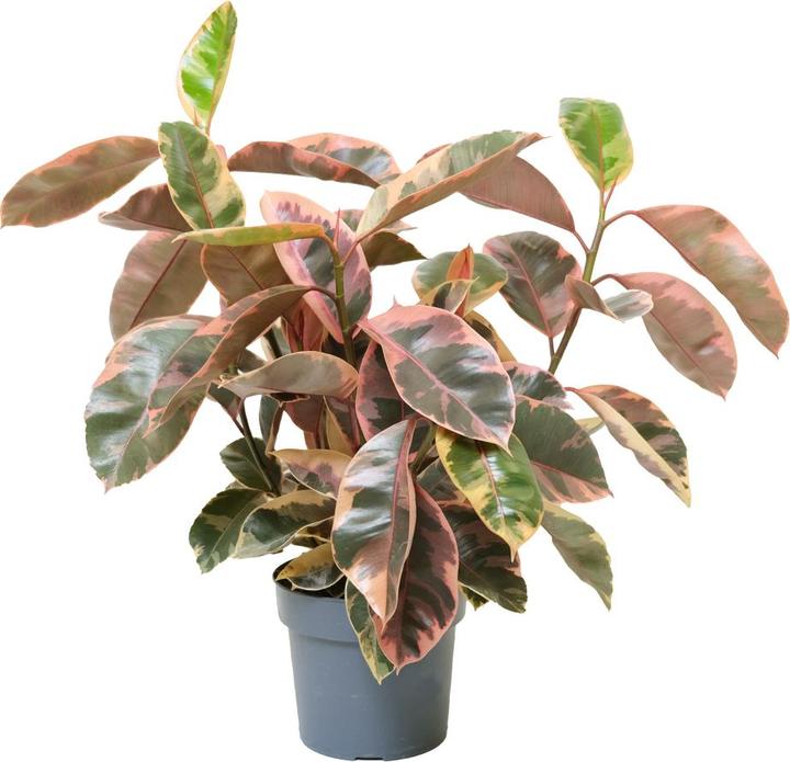 Immagine prodotto VEG and the City Malo (Albero della gomma rosa - Ficus elastica Belize) (90 cm)