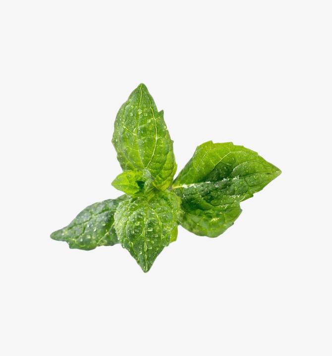 Immagine prodotto Véritable Menta piperita biologica (Semi di erbe)