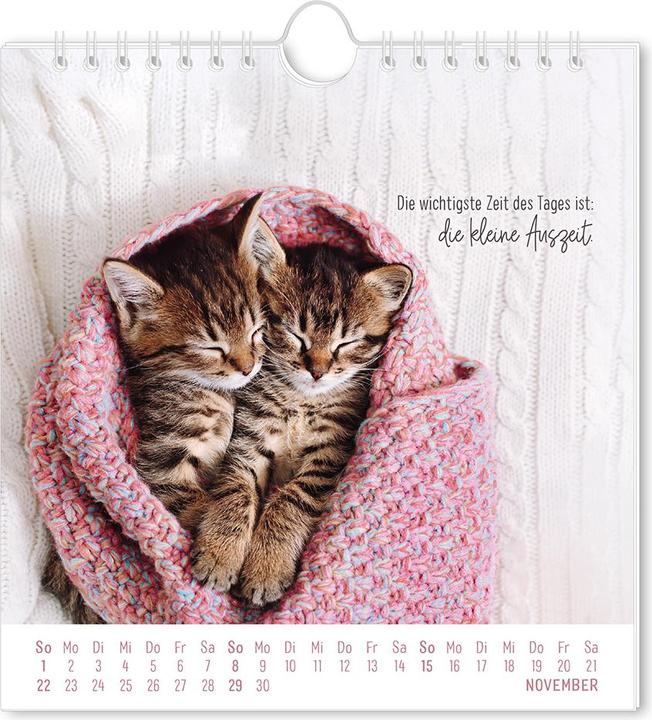 Produktbild Postkartenkalender 2026 Auf leisen Pfot (16 x 17 cm, Deutsch)