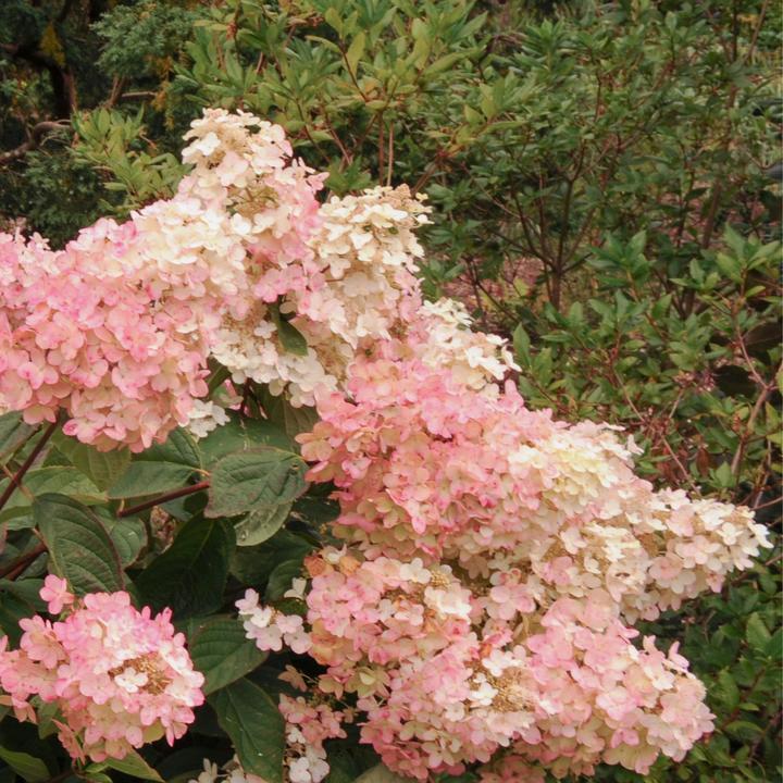 Immagine prodotto Plant in a Box Hydrangea Paniculata 'Pink Lady' - Set di 3 ortensie (25 cm)