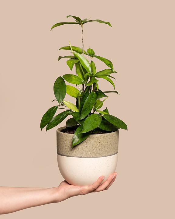 Produktbild feey Bambus-Drachenbaum (55 cm, Frisch umgetopft)