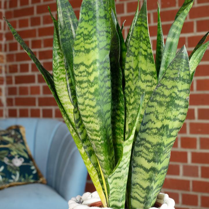 Actual product image Flowerbox Snake plant - height ca. 65 cm, pot-Ø 17 cm - Sansevieria zeylanica (65 cm)