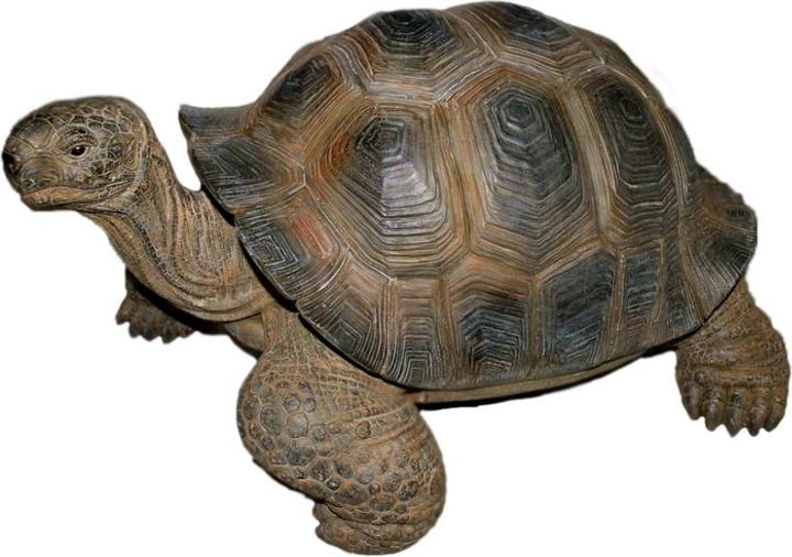 Actual product image PondParts Deco turtle, dark grey, medium
