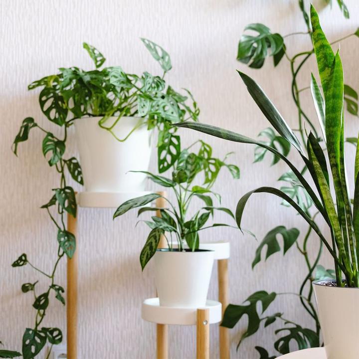 Actual product image Hermex Flower Stand Plant Stand Shelf Holder Stair Rack Flower Table