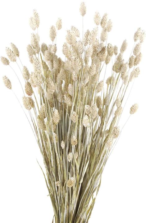 Produktbild Geschenkkörbe CH Glanzgräser, Phalaris Trockenblumen, weiss gefärbt (Trockenblumen)