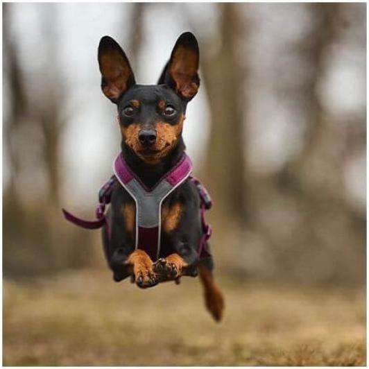 Image du produit Non-Stop Dogwear Harnais de ligne 5.0 bleu 3 (3, Chien, Vélo, Général, Promenade, Sport canin, Travail)
