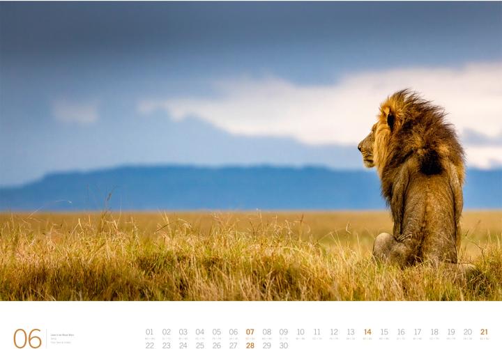 Actual product image Afrika - Gallery Kalender 2026 (66 x 50 cm, Hardcover, German, English)
