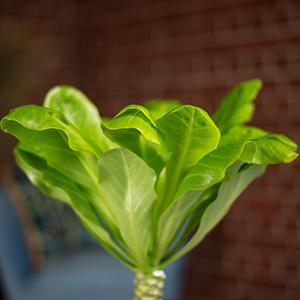 Immagine prodotto Flowerbox Palma hawaiana - Brighamia (40 cm)