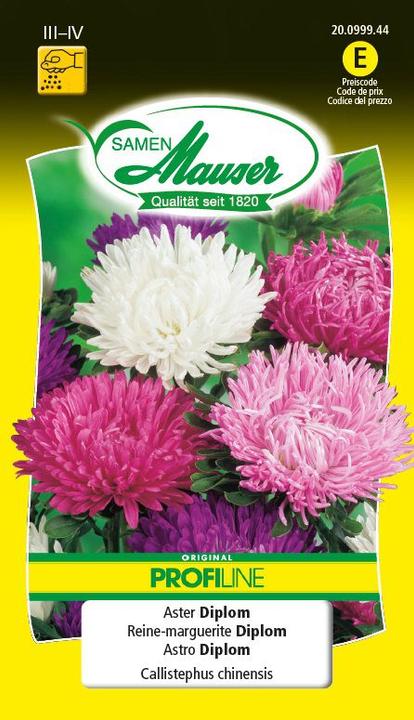 Aster Diploma Profiline (Semi di fiori)