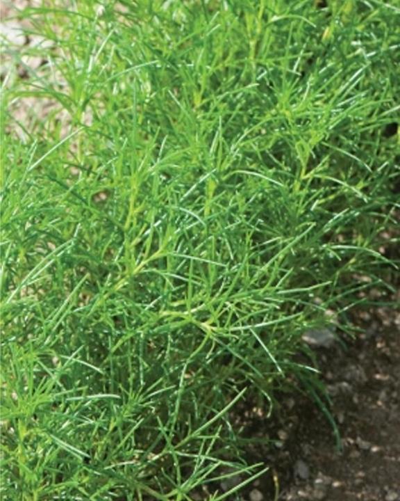Tropica Salicornia giapponese (Salsola Komarovii) (Semi di erbe)