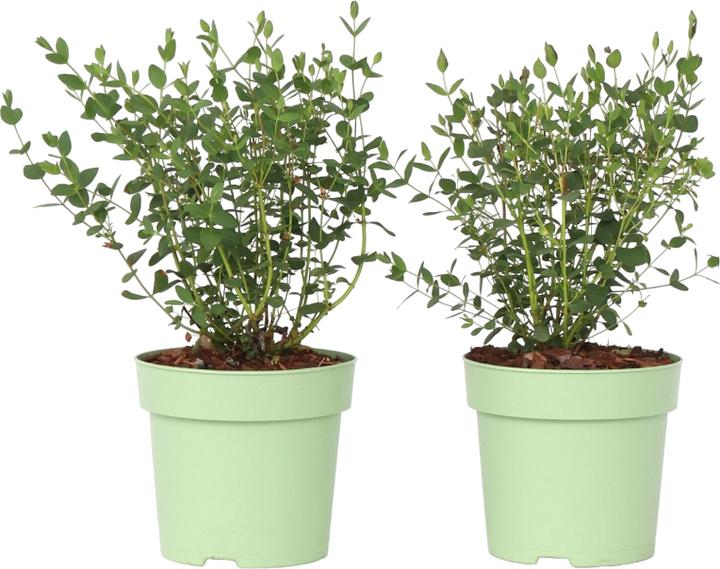 Immagine prodotto Plant in a Box Eucalyptus parvifolia 'Oliva' - 2er Set Eukalyptus (35 cm)