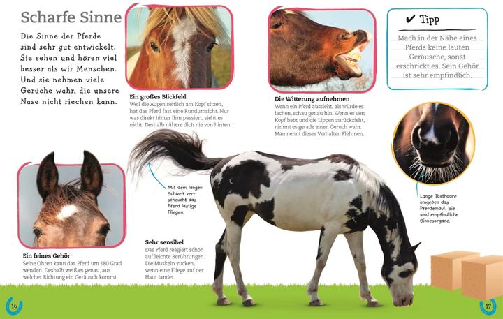 Image du produit Pferde und Ponys (Allemand, DK Verlag - Enfants, 2019)