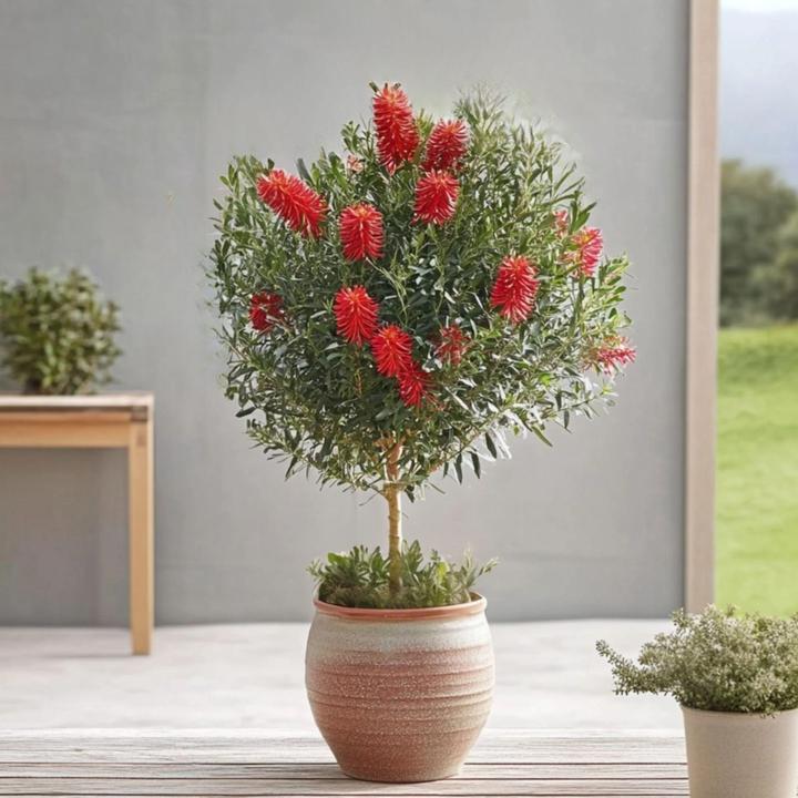Produktbild Plant in a Box Callistemon citrinus 'Splendens' - Lampenreiniger (90 cm)