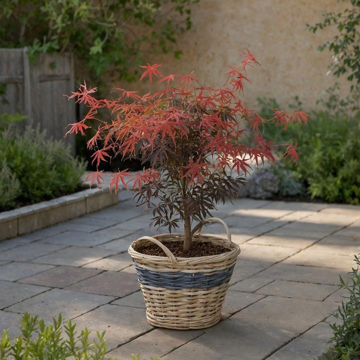 Immagine prodotto Plant in a Box Acer palmatum 'Starfish' - Acero (60 cm)