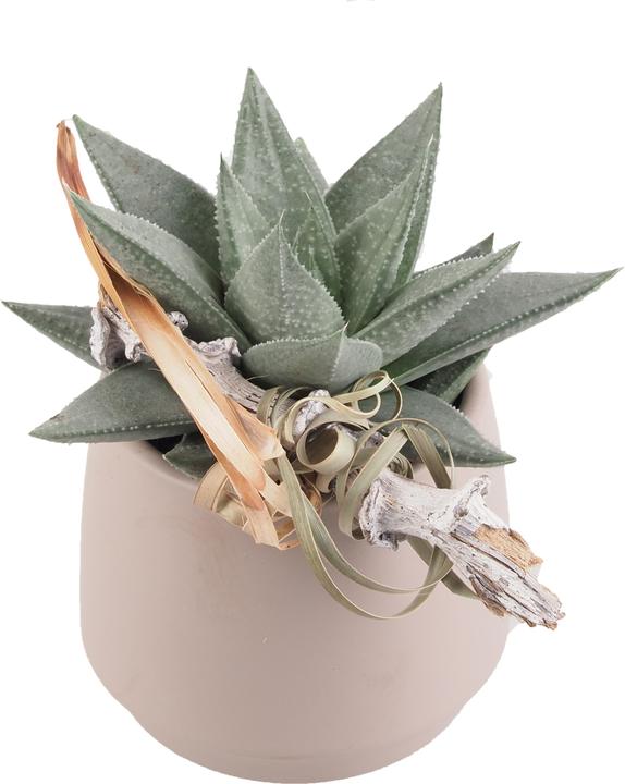 Actual product image Migros Ostschweiz Succulent tray (15 cm)