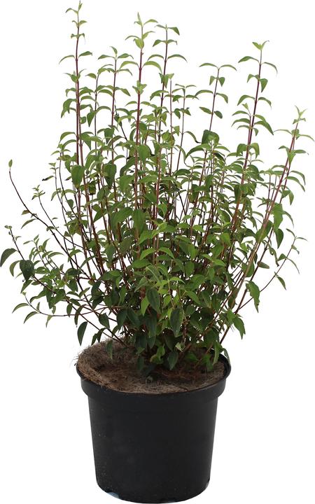 Immagine prodotto Zulauf Pfeifenstrauch / Philadelphus 'Silberregen' (50 cm)