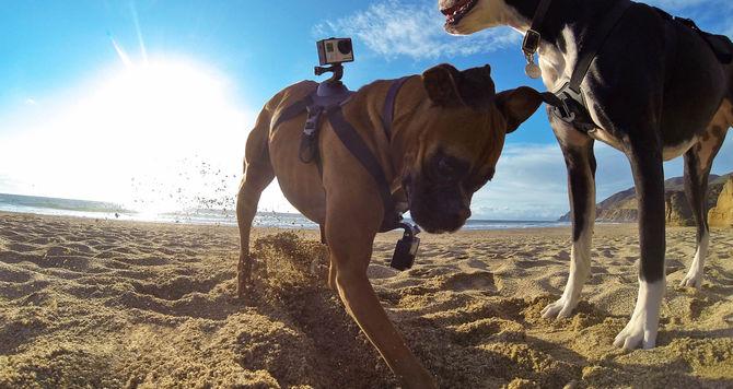 Produktbild GoPro Fetch Hundegeschirr (Hero 7, Universal, Osmo Action)
