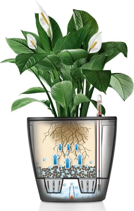 Image du produit Lechuza Classico (36 cm)