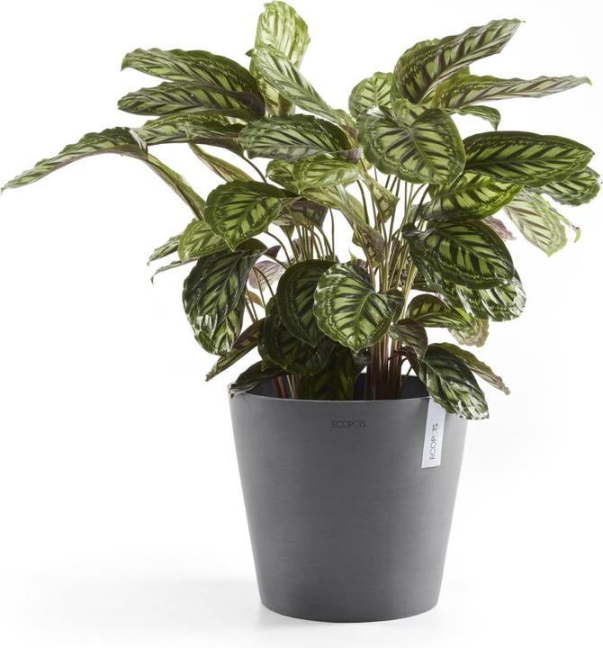 Produktbild Ecopots Amsterdam (30 cm)