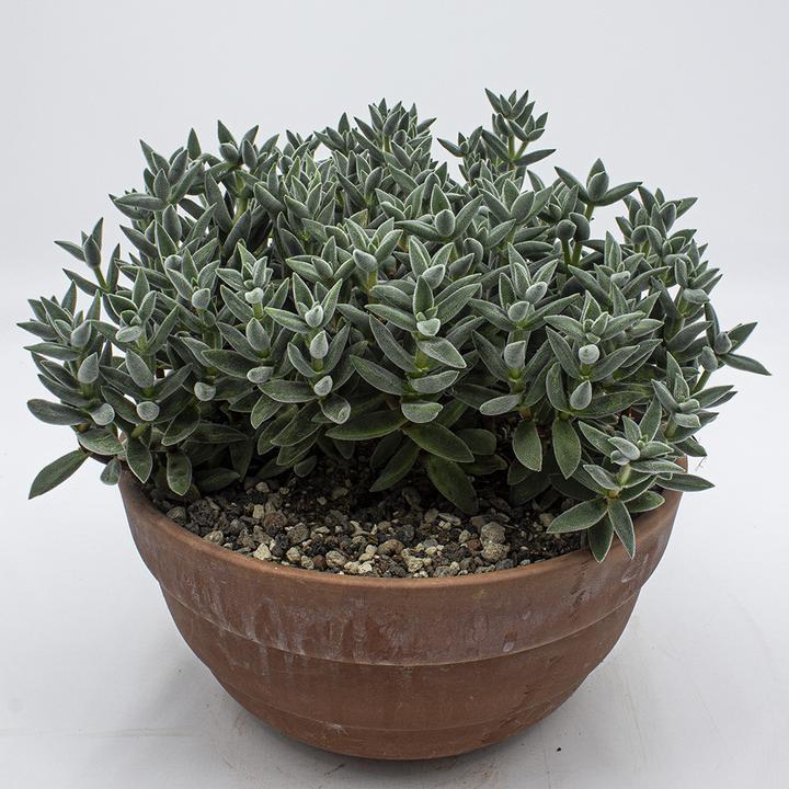 Immagine prodotto Kakteen Gautschi Crassula tarantola (25 cm)