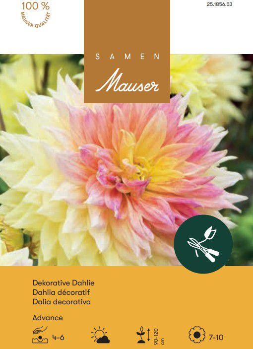 Actual product image Samen Mauser Giant flowering dahlia Advance (Bulbous plant)