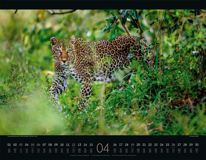 Immagine prodotto Wildes Afrika Kalender 2026 (54 x 42 cm, Copertina rigida, Inglese, Francese, Tedesco)