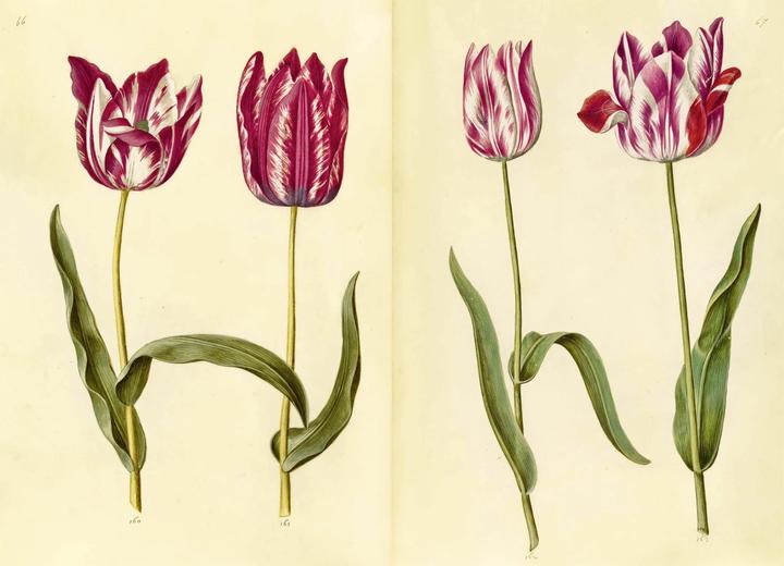 Immagine prodotto Das Grüne Florilegium – The Green Florilegium (dt./engl.) (Tedesco, Hanne Kolind Poulsen, 2019)