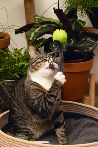 Produktbild Beeztees Minus One Katzenangel (Katzenminzespielzeug)