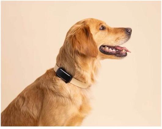 Produktbild Tractive GPS Tracker Dog 6 (Hund, Spazieren)