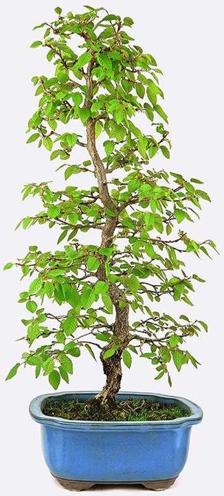 Produktbild Bonsai.ch Carpinus Hainbuche (23 cm)