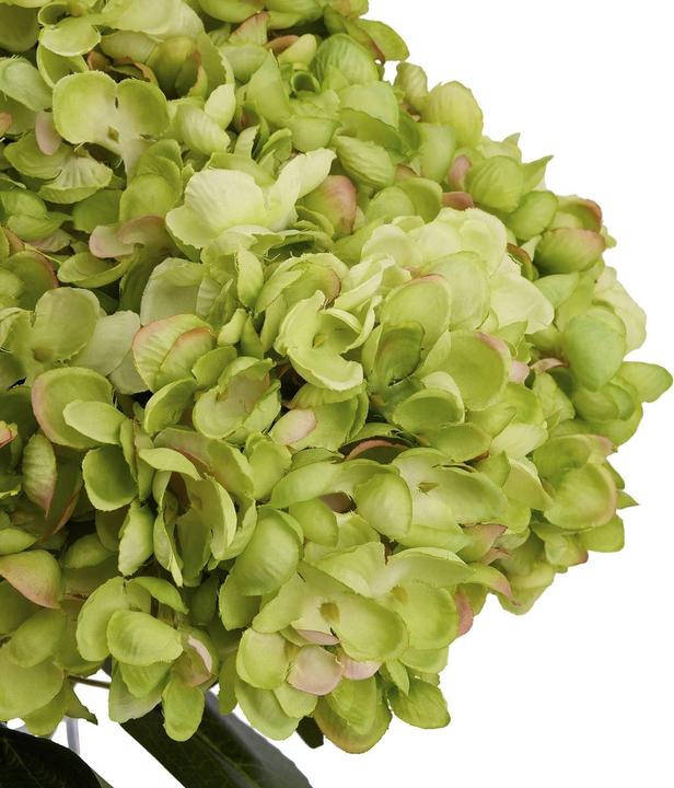 Produktbild Hill Interiors Kunstblume (23 cm)