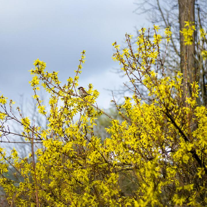 Produktbild Plant in a Box Forsythia intermedia 'Minigold' - 4er Set Forsythie (25 cm)