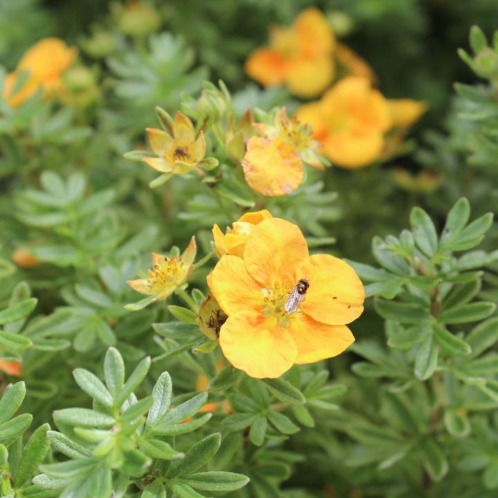 Immagine prodotto Zulauf Fingerstrauch / Potentilla fruticosa 'Mango Tango'® (30 cm)