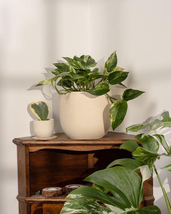 Actual product image feey Large ivy Marble Queen (35 cm, Freshly repotted)