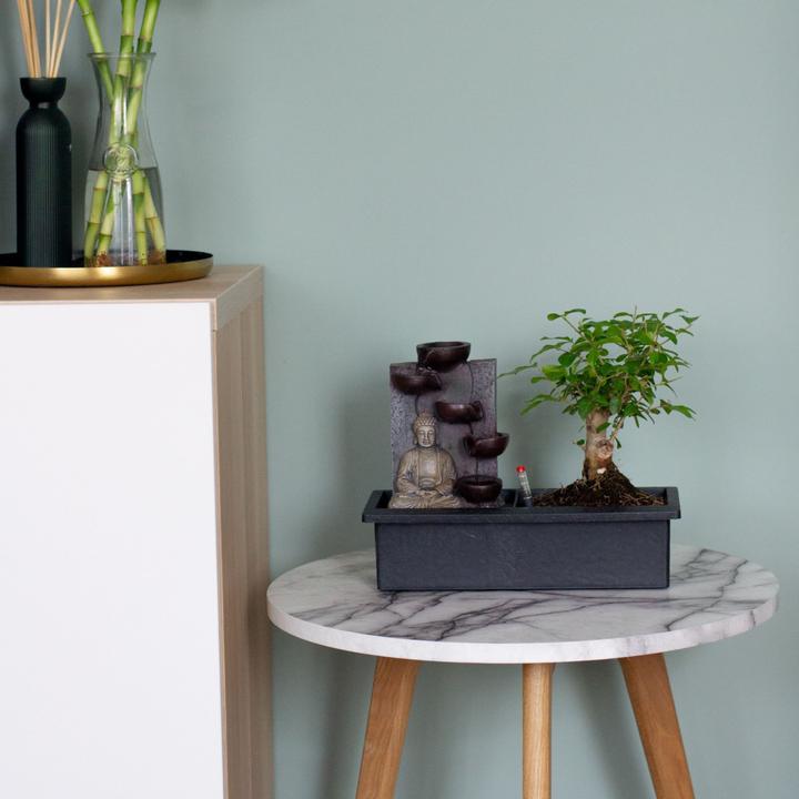 Produktbild Plant in a Box Bonsai Ligustrum, Carmona, Ficus Retusa, Syzygium, Sageretia - 2er Set Bonsai Wassersystem Buddha (25 cm)