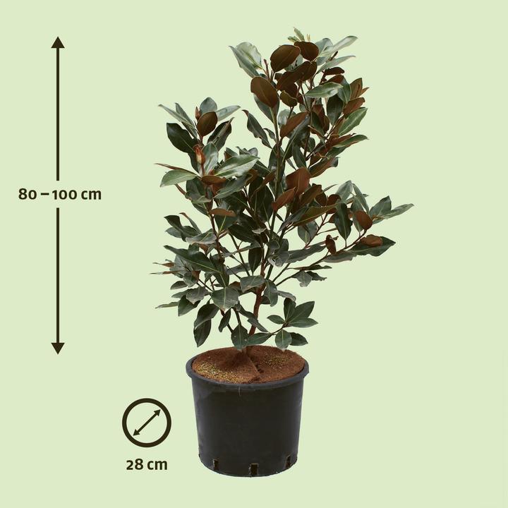 Immagine prodotto Zulauf Immergrüne Zwerg-Magnolie / Magnolia grand. 'Little Gem' (100 cm)