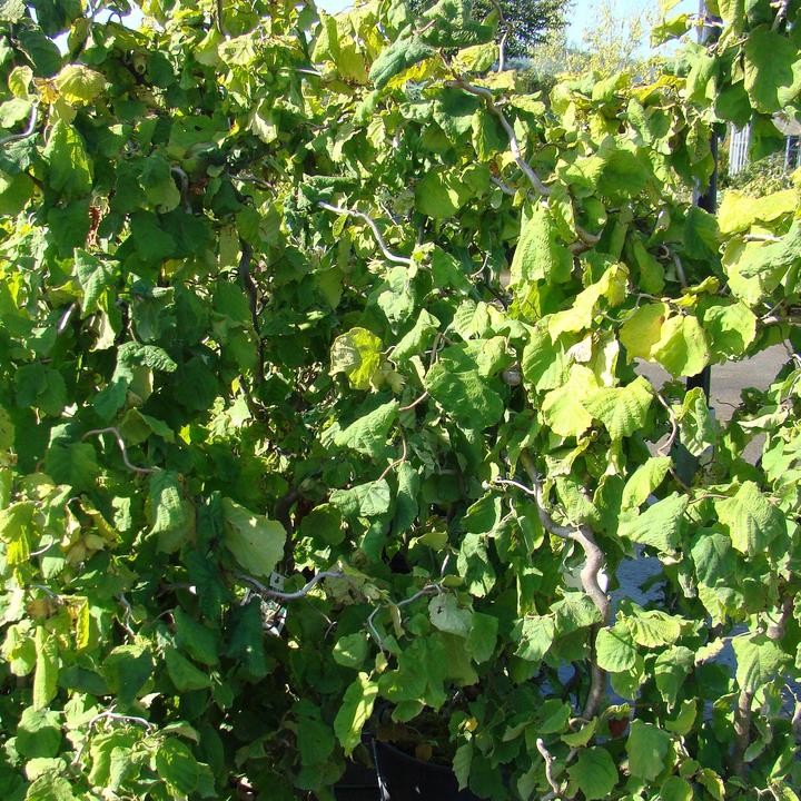 Produktbild Zulauf Korkenzieher-Hasel / Corylus avellana 'Contorta' (80 cm)