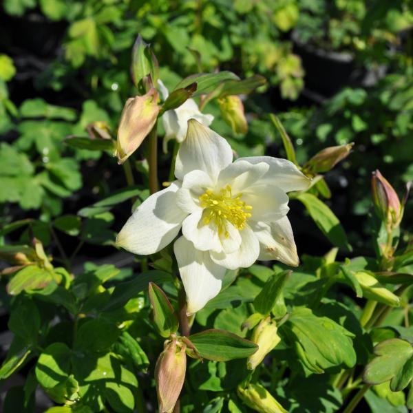 Image du produit Säntispracht Lot de 2, Ancolie commune, la joie annuelle du printemps - Aquilegia vulgaris White (50 cm)