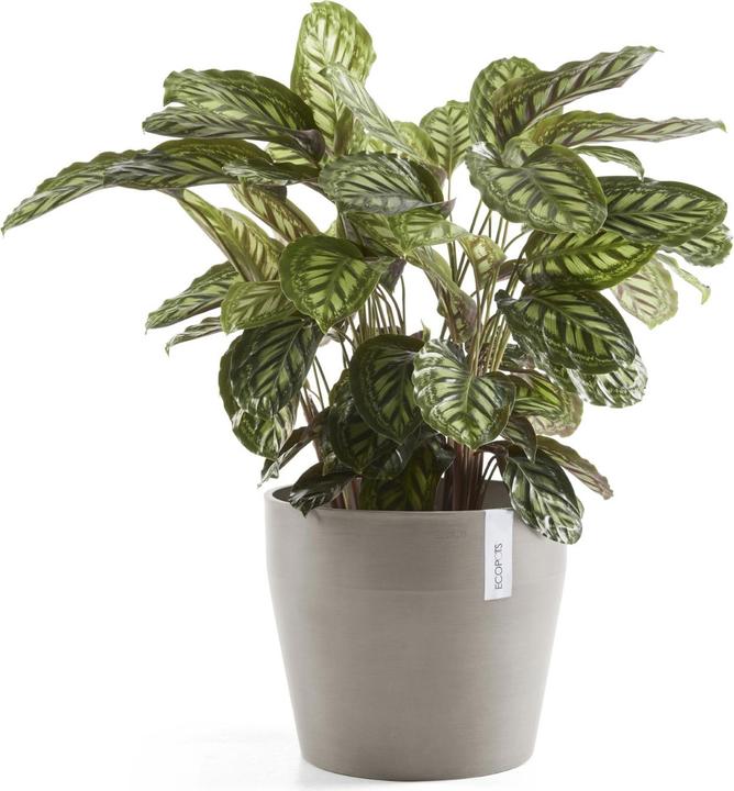 Actual product image Ecopots Sankara