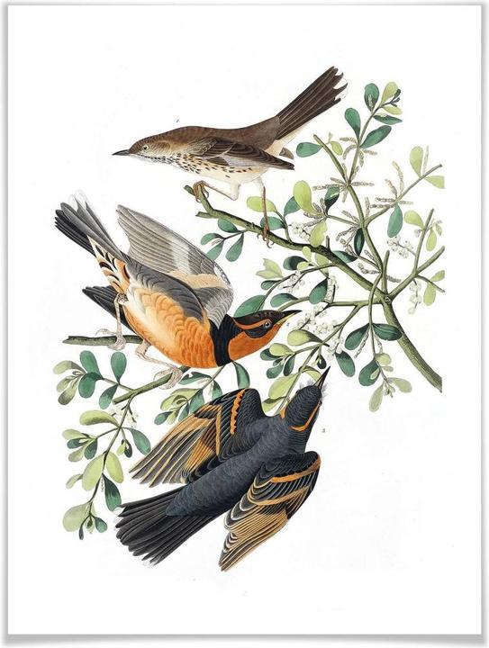 Produktbild Trenddeko Drei Drosseln (50 x 60 cm)