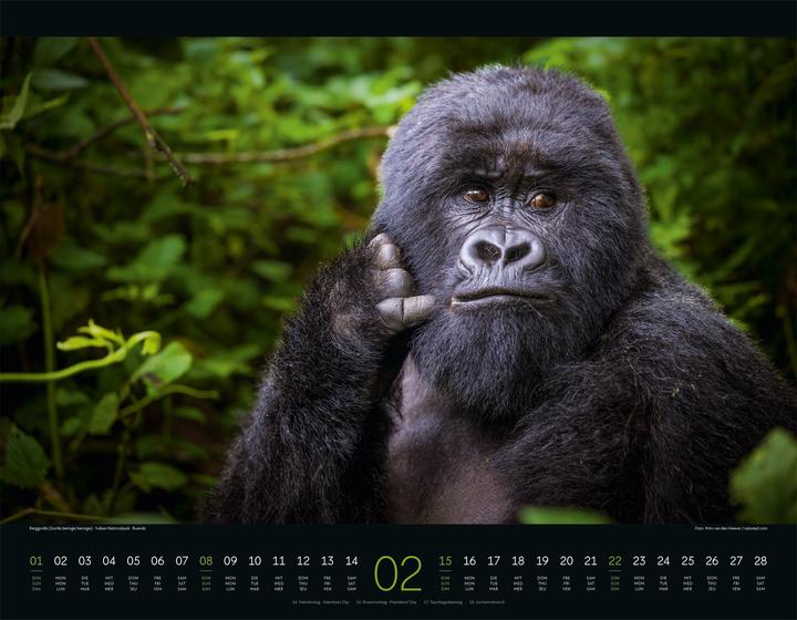 Immagine prodotto Wildes Afrika Kalender 2026 (54 x 42 cm, Copertina rigida, Inglese, Francese, Tedesco)