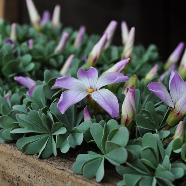 Produktbild Säntispracht 3 er Set, Der Berg-Sauerklee, einen Steingarten-Rarität - Oxalis adenophylla (15 cm)