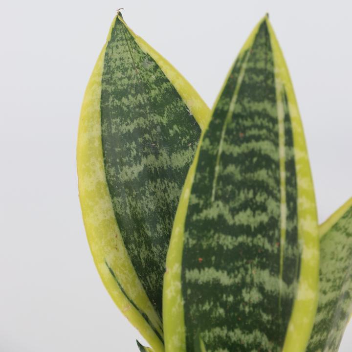 Produktbild Plant in a Box Sansevieria trifasciata 'Futura Superba' - Bogenhanf (35 cm)
