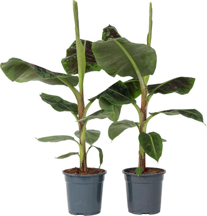 Actual product image Plant in a Box Musa Dwarf Cavendish - Set of 2 banana plants (90 cm)