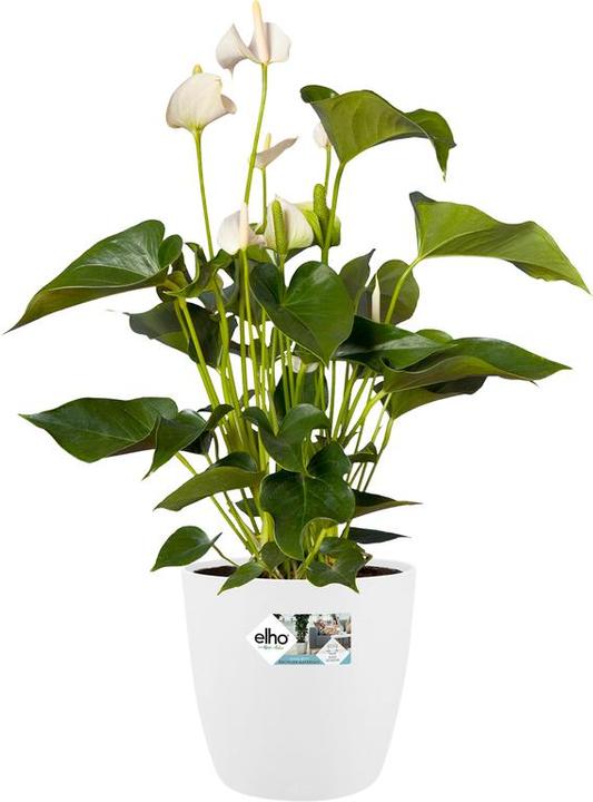 Actual product image Elho Brussels (40 cm)